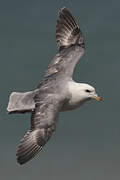 Northern Fulmar