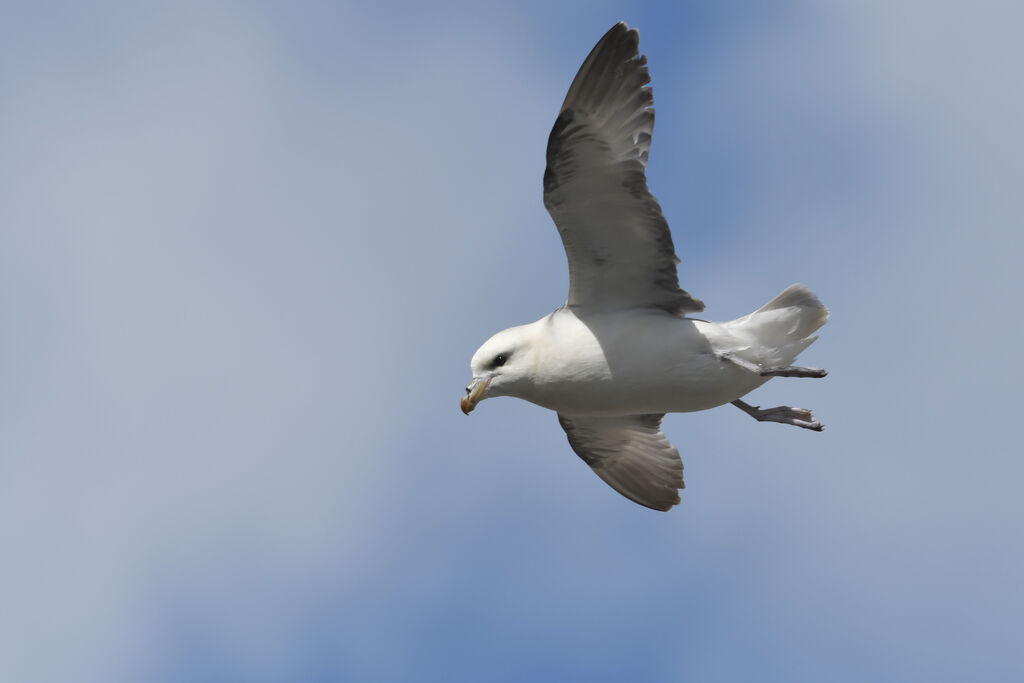 Fulmar boréaladulte, Vol