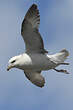 Fulmar boréal