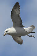 Northern Fulmar