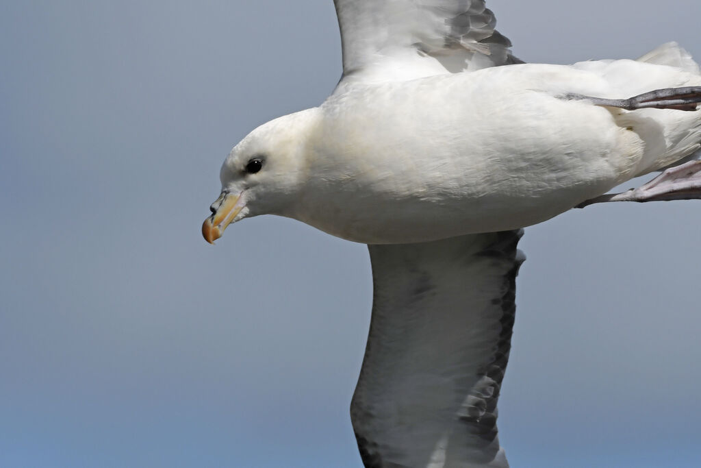 Northern Fulmaradult, close-up portrait