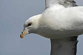 Fulmar boréal