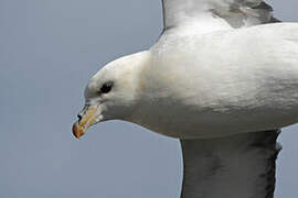 Northern Fulmar