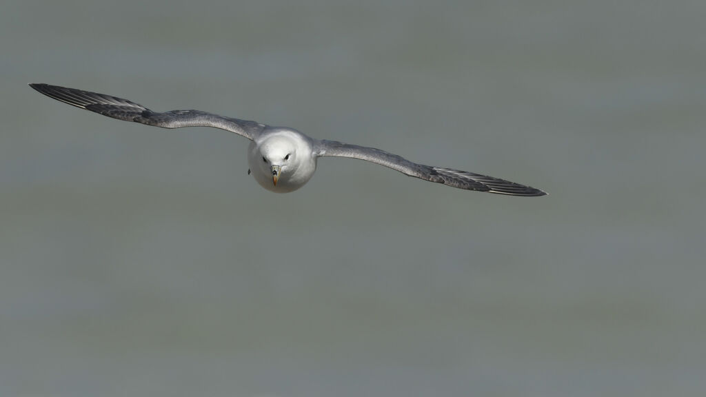 Fulmar boréaladulte, Vol