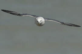 Northern Fulmar