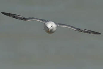 Fulmar boréal