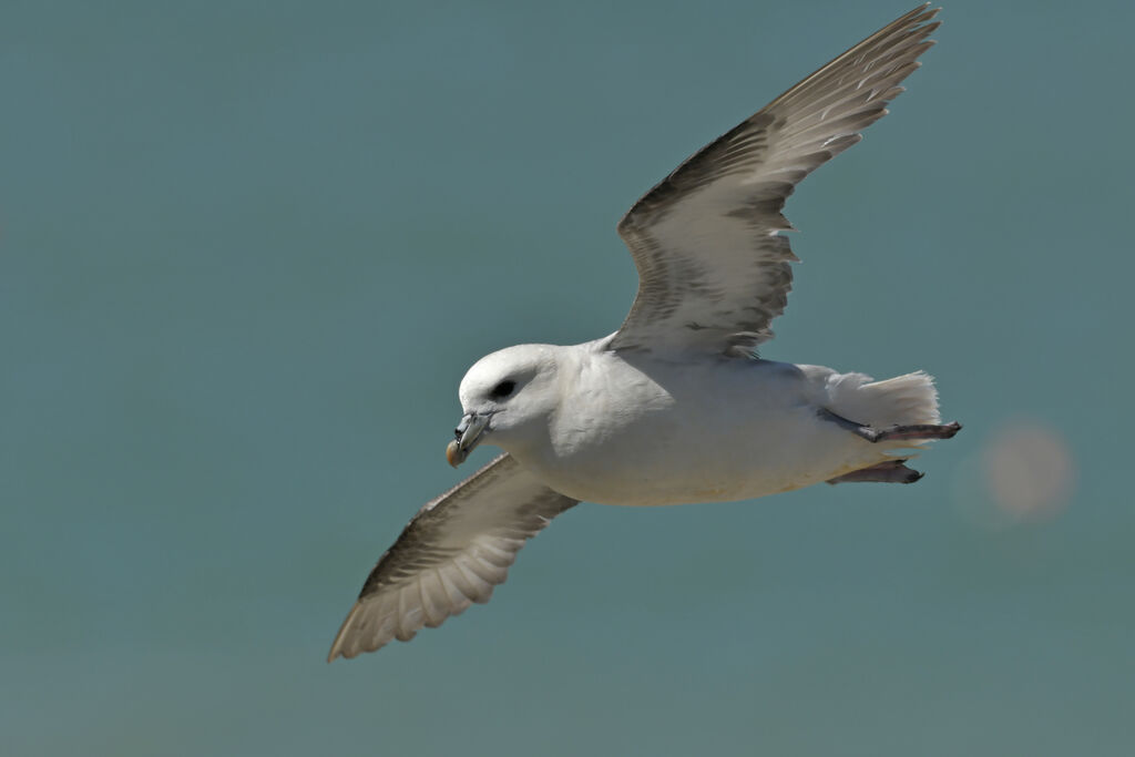 Northern Fulmaradult, identification