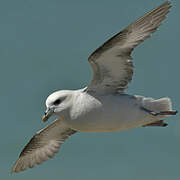 Fulmar boréal