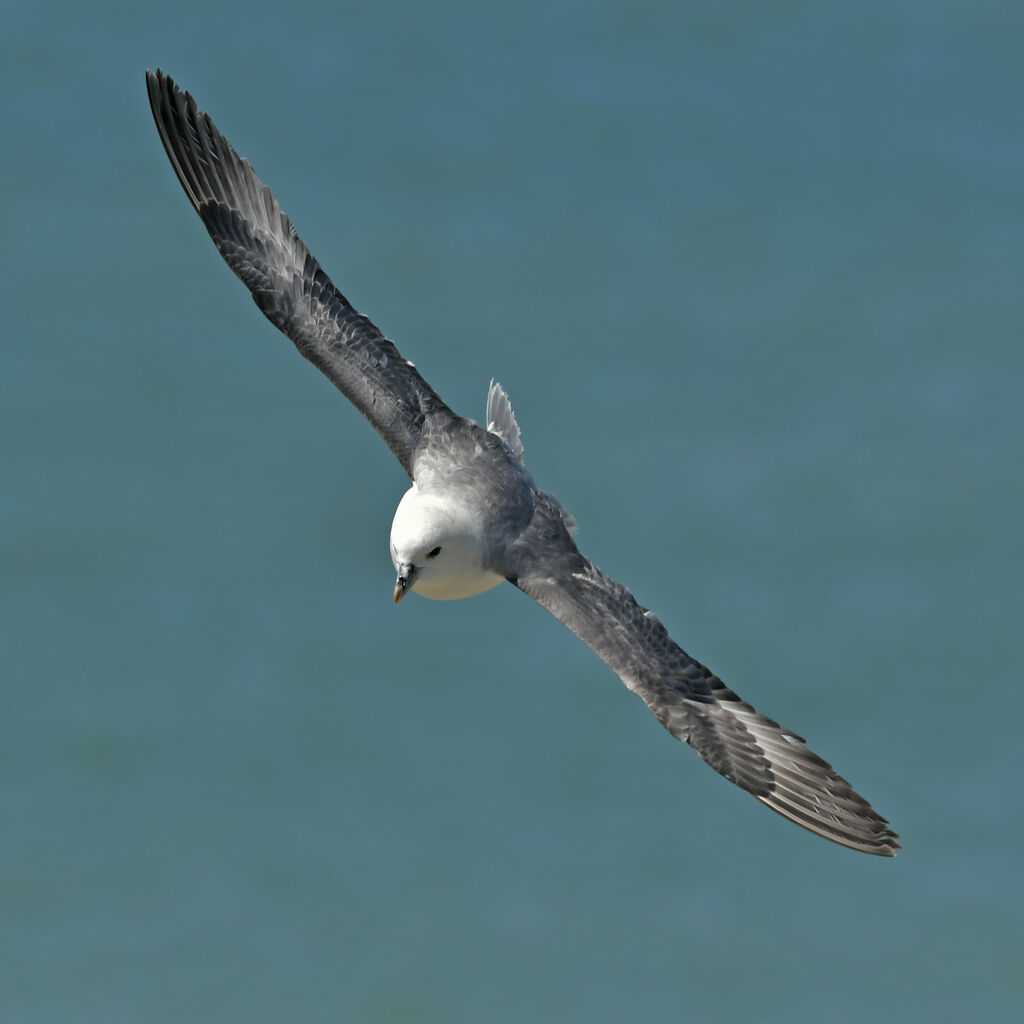 Fulmar boréaladulte, Vol