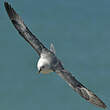 Fulmar boréal