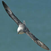 Northern Fulmar