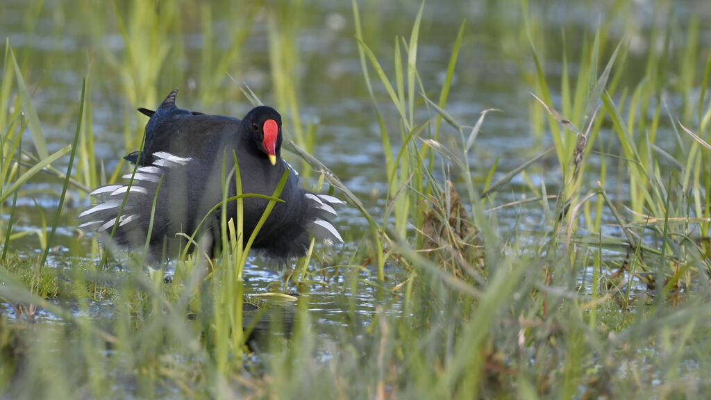 Gallinule poule-d'eauadulte