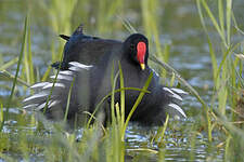 Gallinule poule-d'eau