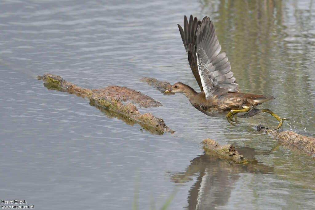 Gallinule poule-d'eaujuvénile, Vol