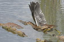 Gallinule poule-d'eau