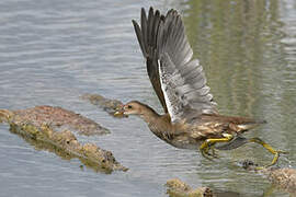 Common Moorhen