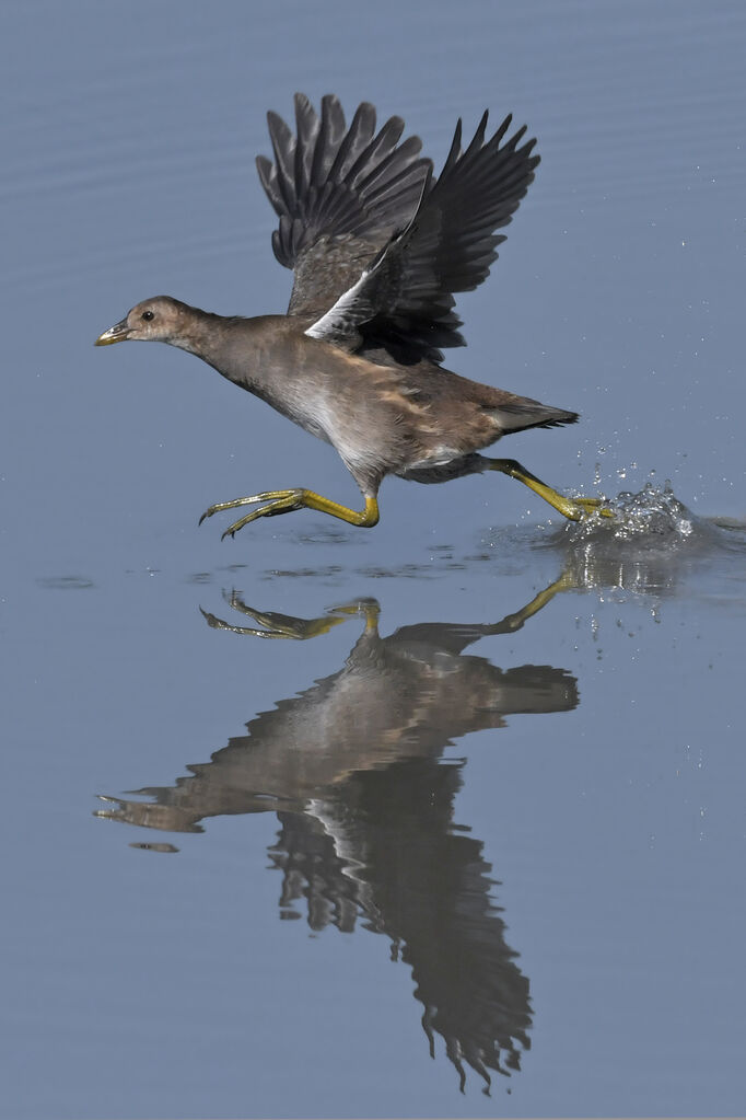 Gallinule poule-d'eaujuvénile, Vol