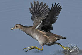 Gallinule poule-d'eau