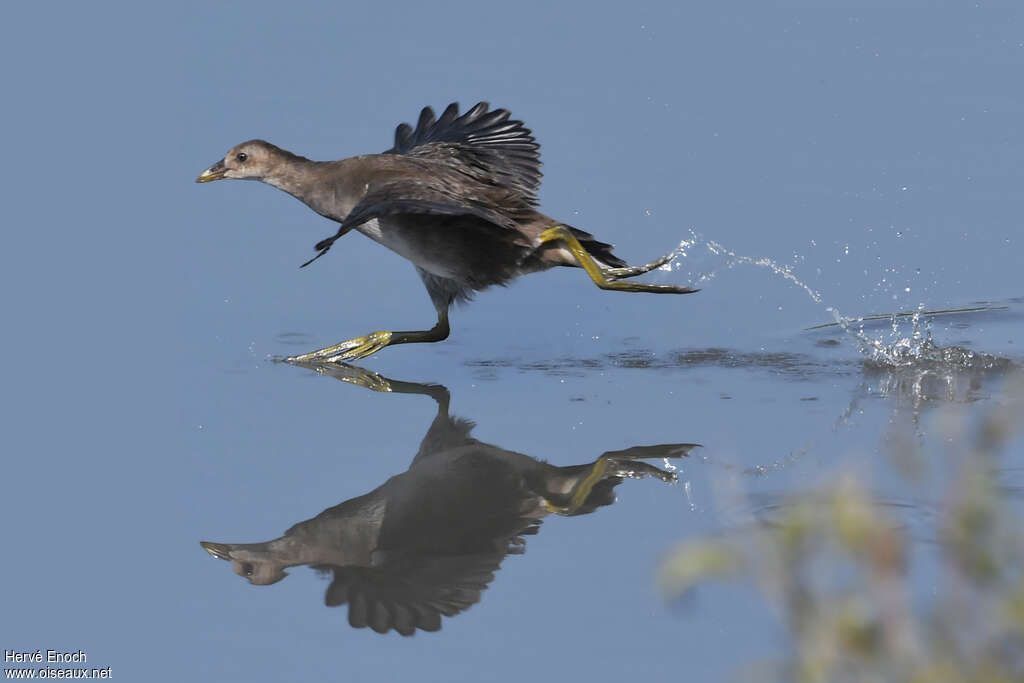 Gallinule poule-d'eaujuvénile, Vol