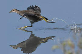 Gallinule poule-d'eau