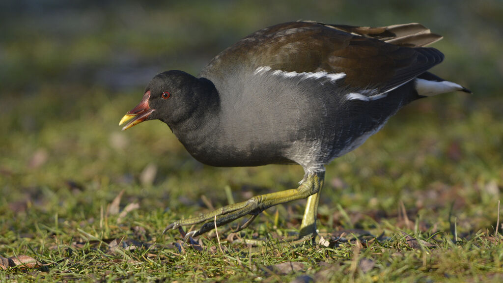 Gallinule poule-d'eauadulte