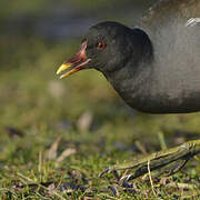 Gallinule poule-d'eau