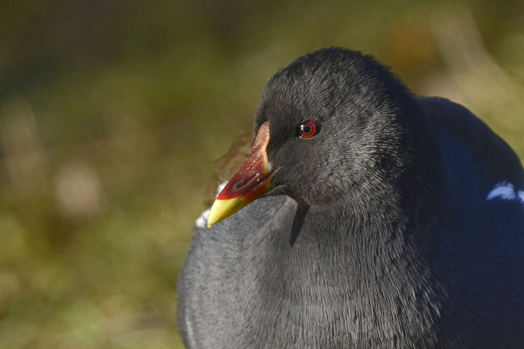 Gallinule poule-d'eauadulte