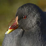 Gallinule poule-d'eau