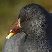 Common Moorhen