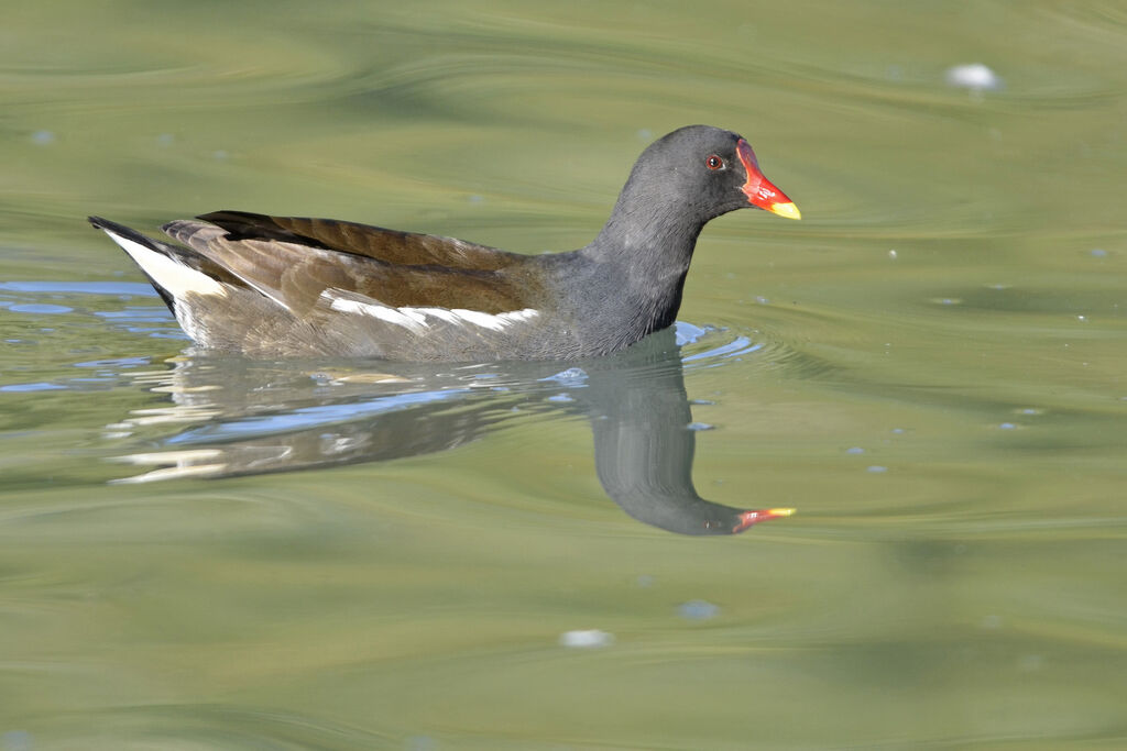 Gallinule poule-d'eauadulte