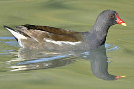 Common Moorhen