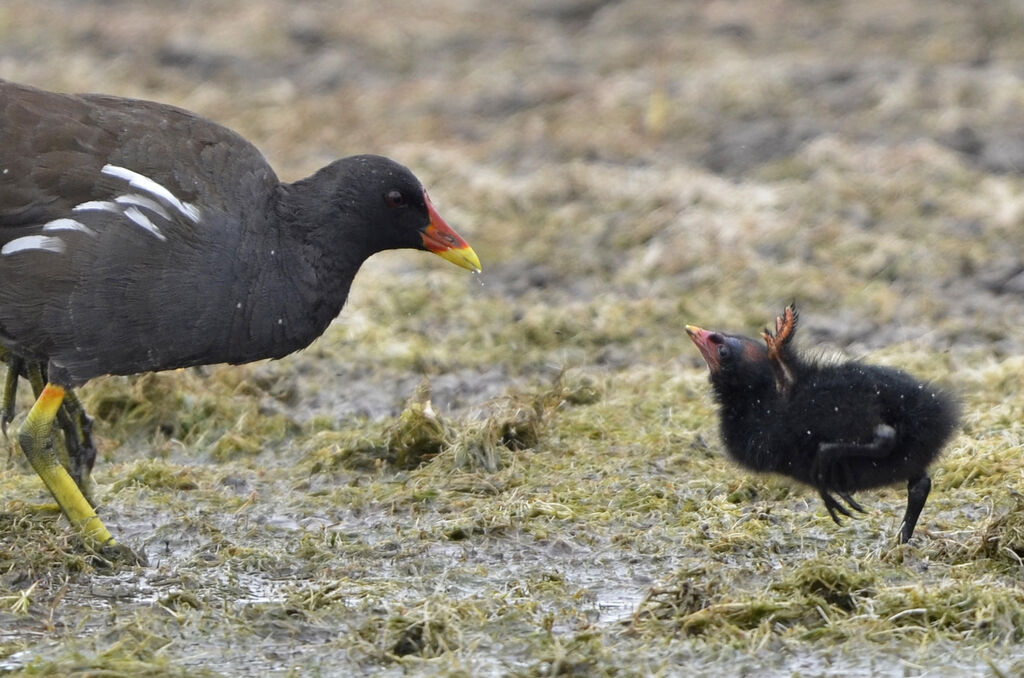 Common Moorhen