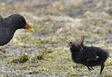 Gallinule poule-d'eau