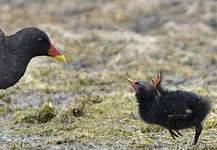 Gallinule poule-d'eau