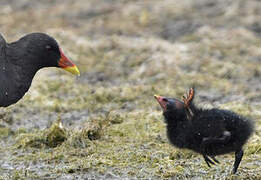 Common Moorhen