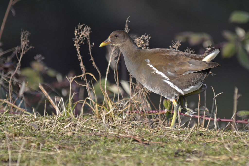 Gallinule poule-d'eauimmature