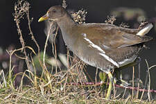 Gallinule poule-d'eau