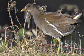 Gallinule poule-d'eau