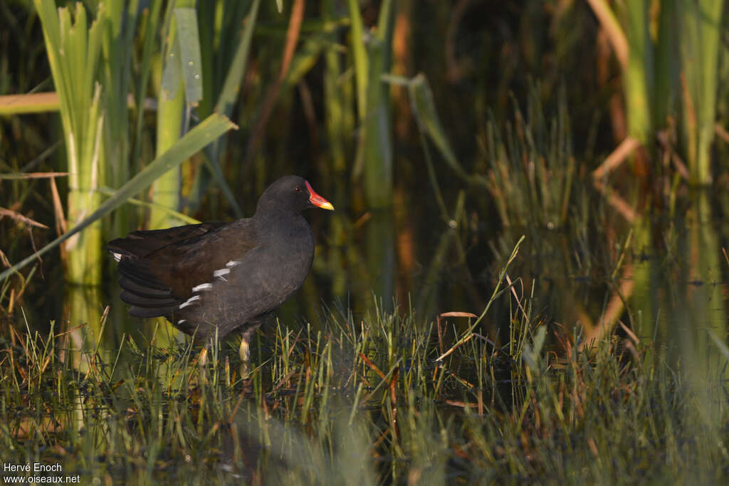 Gallinule poule-d'eauadulte nuptial, identification