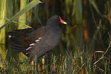 Gallinule poule-d'eau
