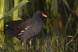 Gallinule poule-d'eau