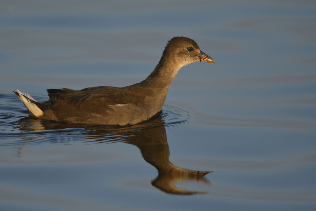 Gallinule poule-d'eaujuvénile