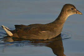 Gallinule poule-d'eau