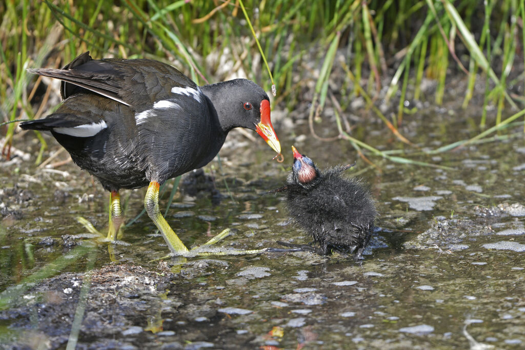 Gallinule poule-d'eau, identification, Comportement