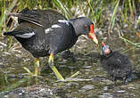 Gallinule poule-d'eau