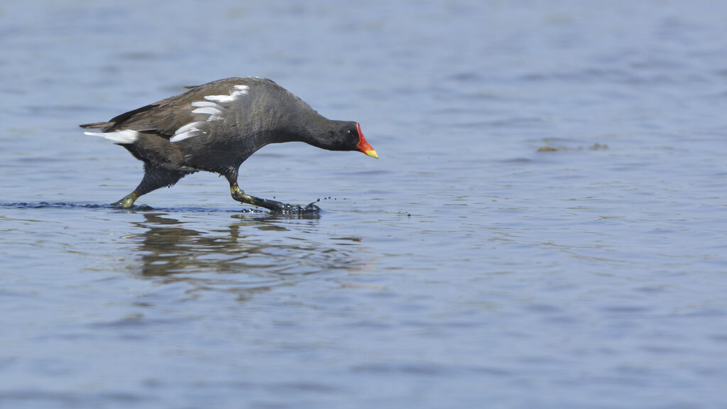 Gallinule poule-d'eauadulte, Comportement