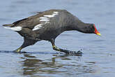 Gallinule poule-d'eau