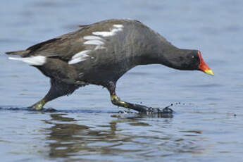 Gallinule poule-d'eau