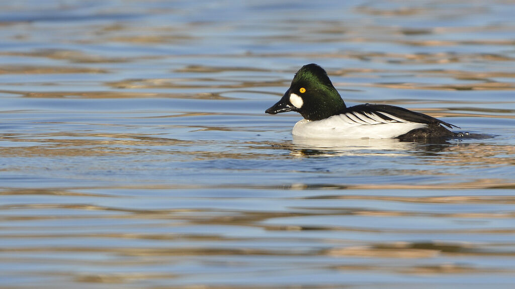 Common Goldeneye male adult