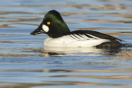 Common Goldeneye